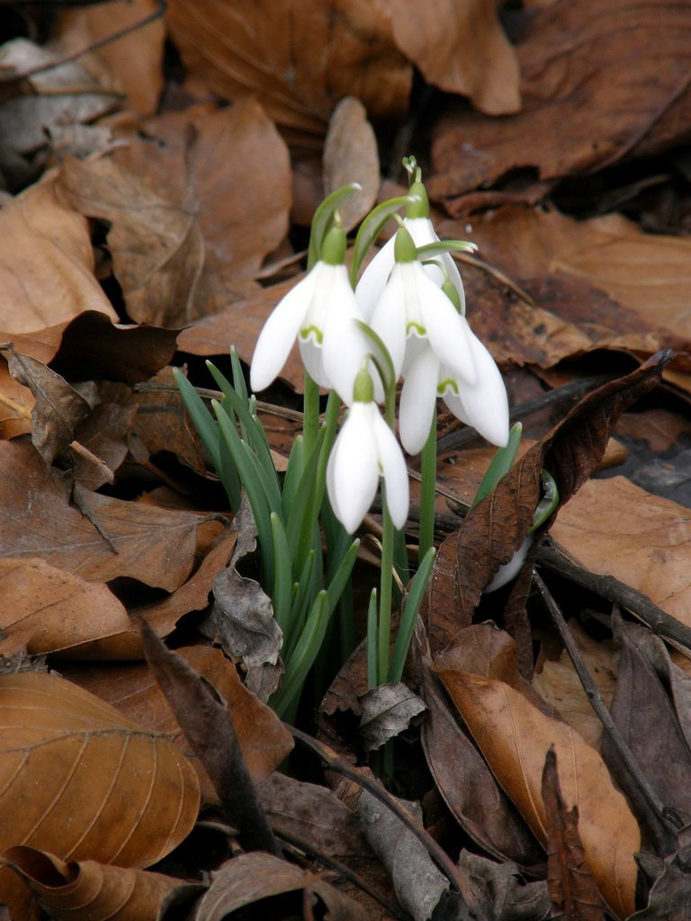 Hallo, ist schon Frühling ?