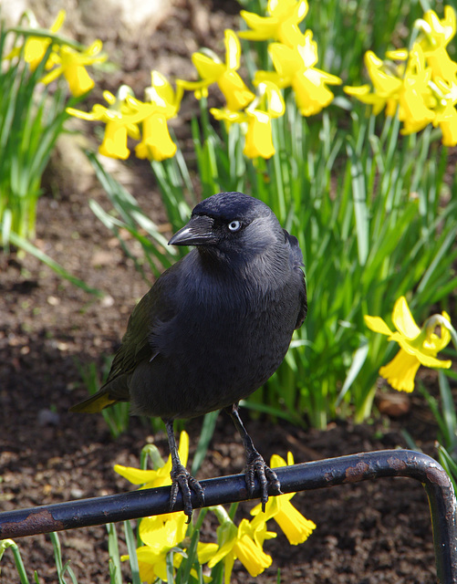 Jackdaw