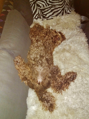 Coco loves the sheepskins on the couch