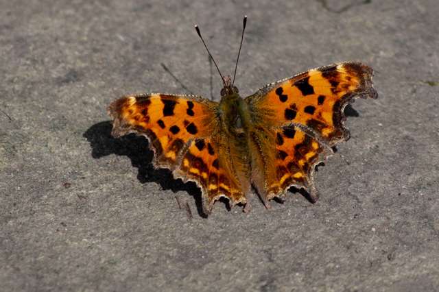 Comma Butterfly