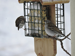 Chipping Sparrow