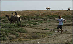 Camel bothering