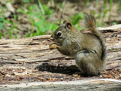 Red Squirrel / Tamiasciurus hudsonicus