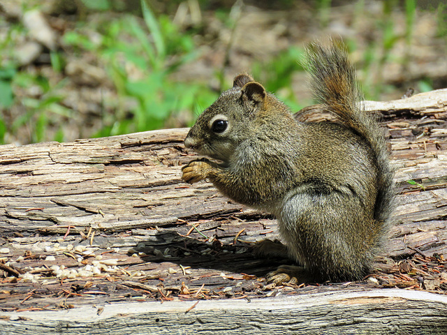Red Squirrel / Tamiasciurus hudsonicus