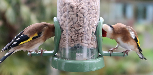 Goldfinches