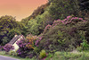 Roadside Rhododendron