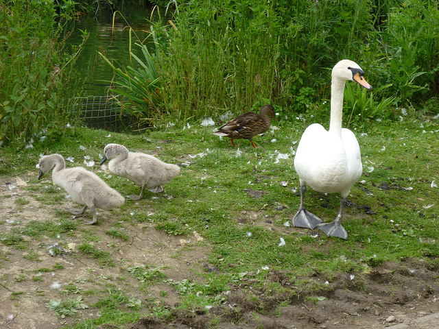 Swan and Cygnets