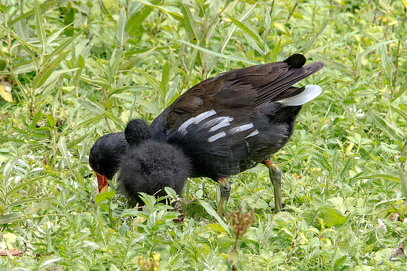 20160812 2163VRAw [D~ST] Teichhuhn (Galloinula chloropus), Zoo Rheine