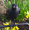 Jackdaw