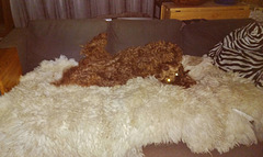 Coco loves the sheepskins on the couch