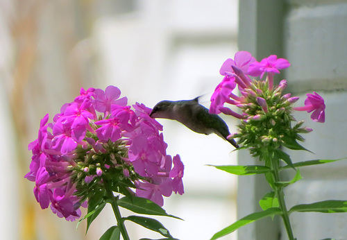A humming bird at Wolcott Mill Metropark