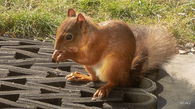 Doormat service