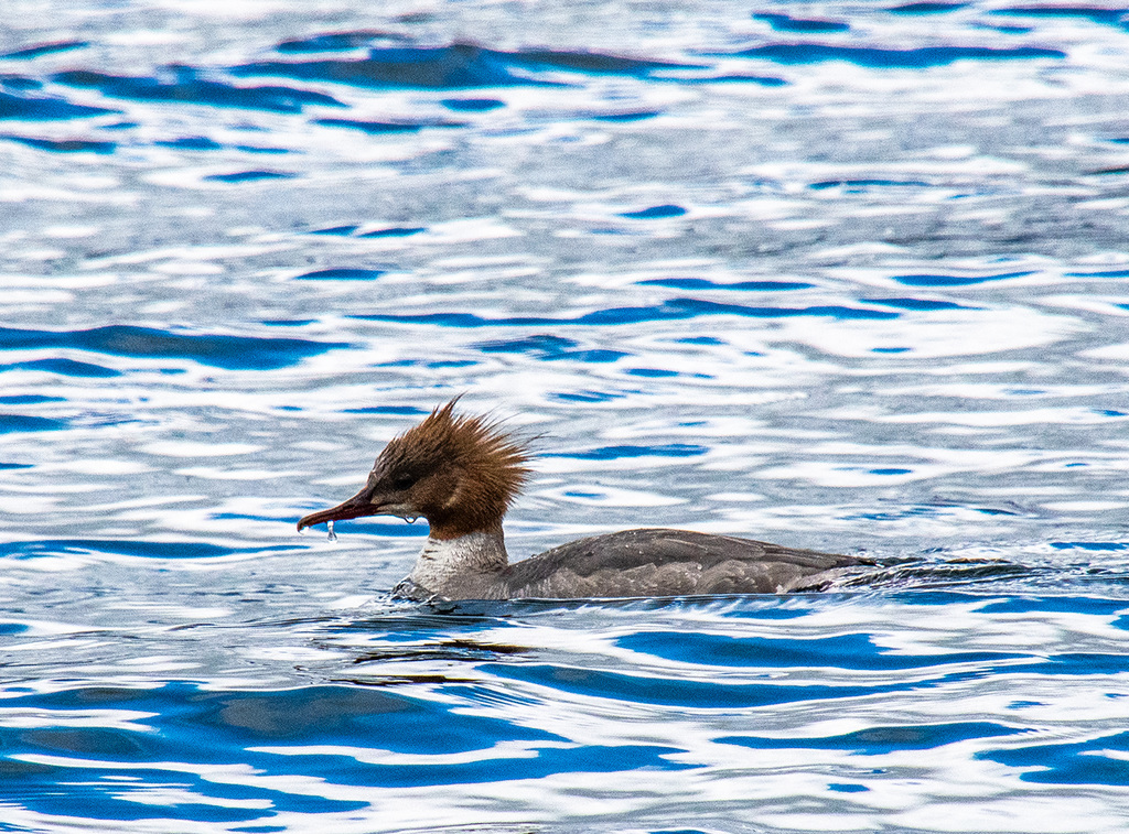 Goosander