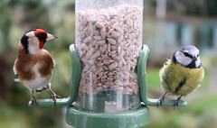 Goldfinch and Blue-tit