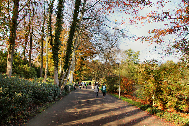 Weg am Wiesenbach (Rombergpark, Dortmund-Brünninghausen) / 8.11.2020