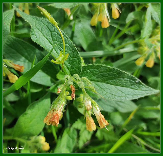 Consuelda menor o turmosa  (Symphytum tuberosum)