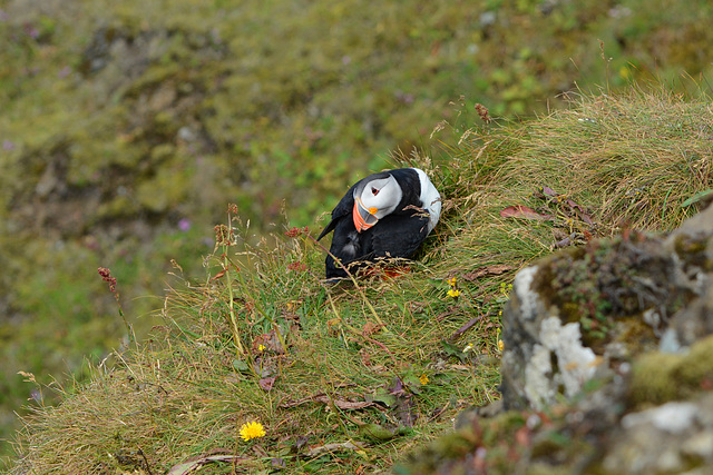 Iceland, Dyrhólaey Cape, The Puffin on the Slope