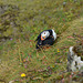 Iceland, Dyrhólaey Cape, The Puffin on the Slope