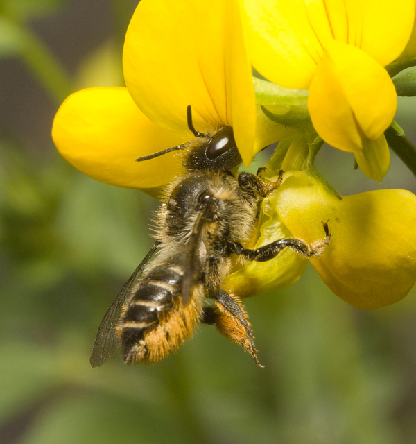 IMG 0430 Leafcutter bee-1