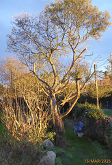 jardin samedi soir 15 mars 1/2