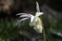 White Fairy Slipper