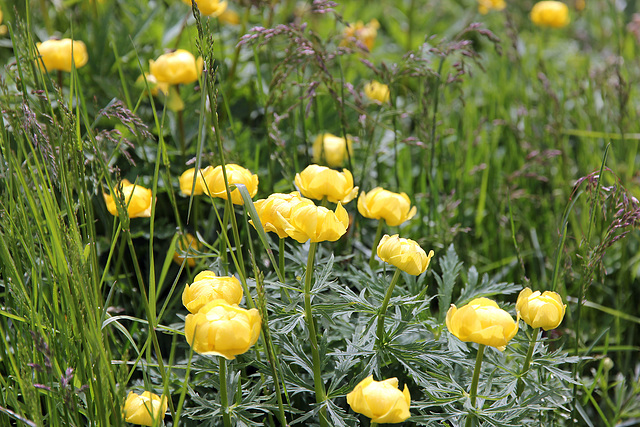 Trollblumen - les trolles d'Europe - Globeflower (PIP)