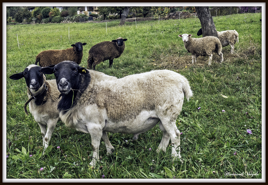Schafe auf der Herbst Weide
