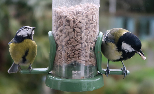 Blue-tit and Great-tit