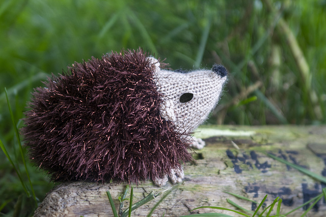 Wee Woolly Hedgehog