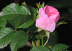 Today the first wild rose