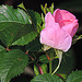 Today the first wild rose