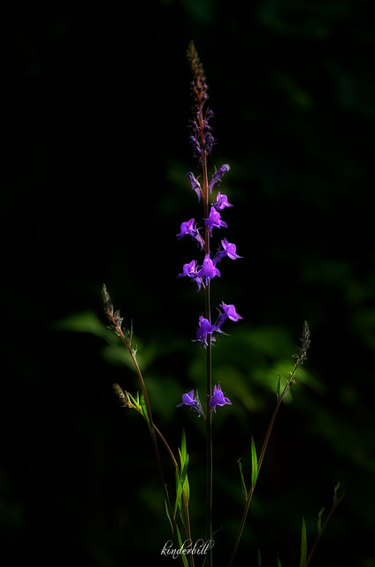 Purple Toadflax