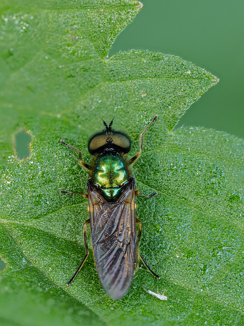 Eine Waffenfliege