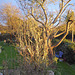 jardin samedi soir 15 mars 2/2