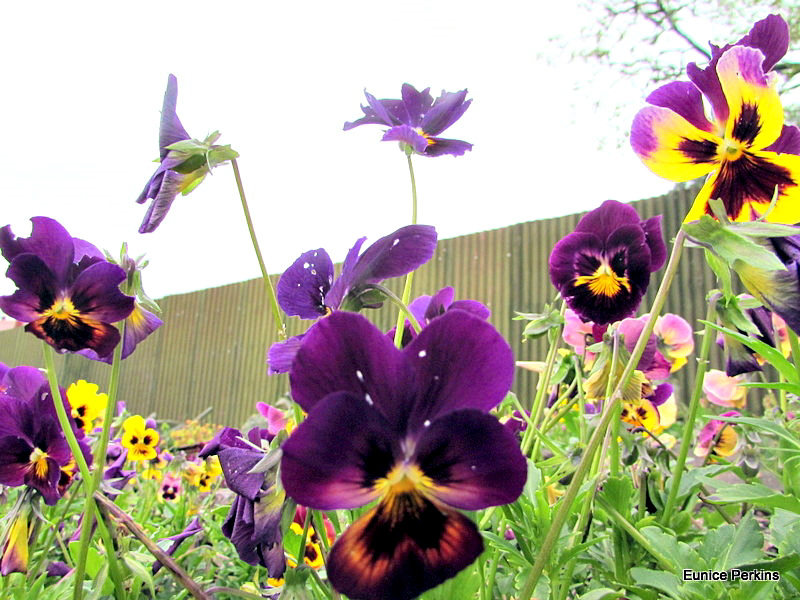 Pansies