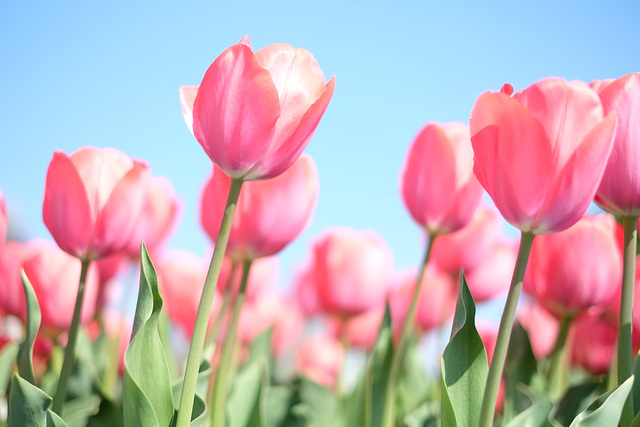 Tulpen im Botanischen Garten München