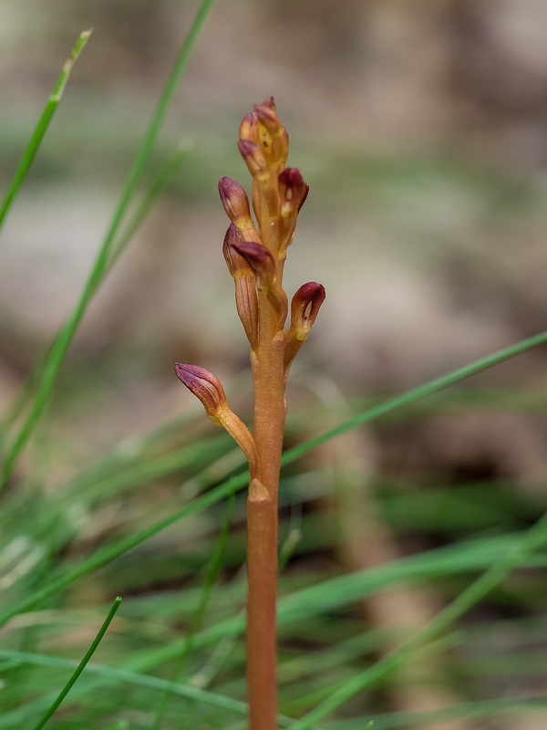 Corallorhiza maculata var. maculata (Summer Coralroot orchid or Spotted Coralroot orchid)