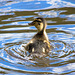 Mallard chick