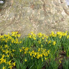 Plane daffs