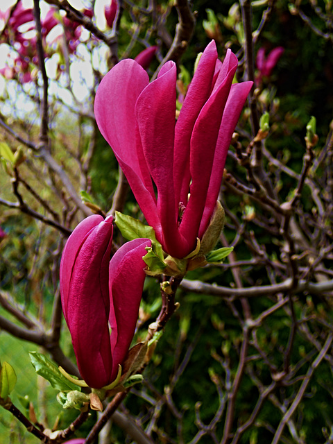 Magnolie