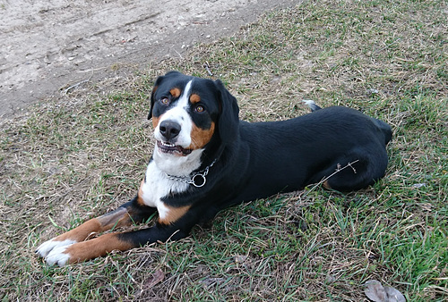 Fräulein Cora mit 1 1/4 Jahren