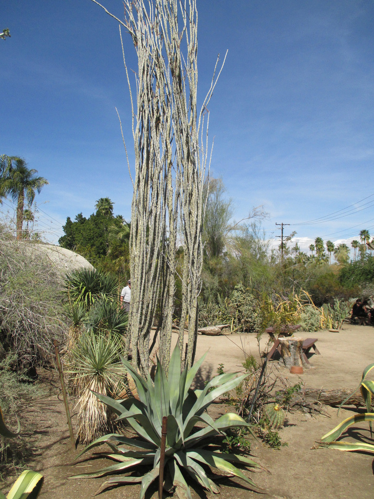 Palm-29 22
