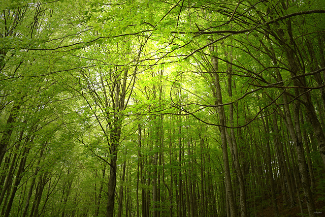 Bosco di faggi