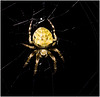 IMG 7450 Spider