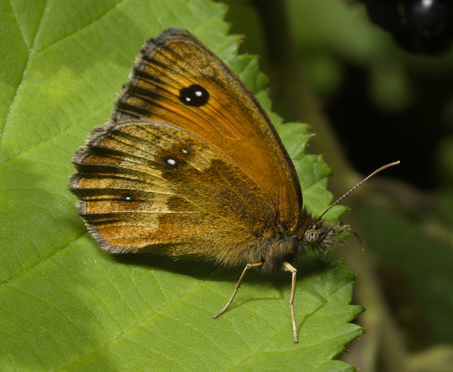 IMG 0433 Gatekeeper-2