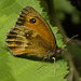 IMG 0433 Gatekeeper-2