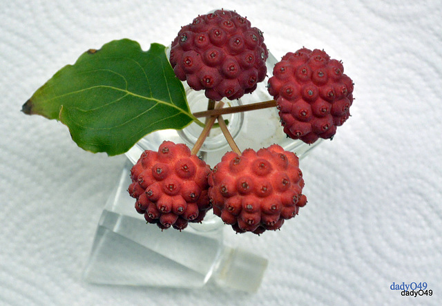 Cornus florida