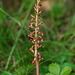 Corallorhiza maculata var. maculata (Summer Coralroot orchid or Spotted Coralroot orchid)