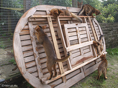 Somali and aby kittens exploring