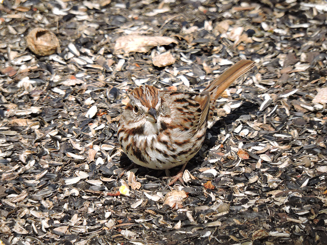 Song Sparrow